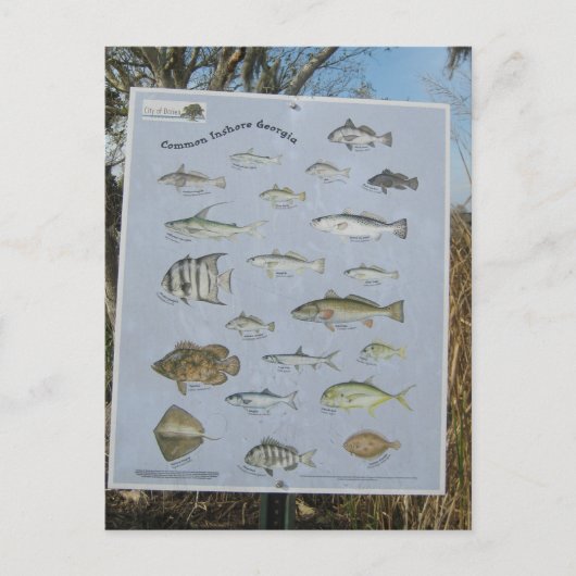 gemeenschappelijke kust kustvissen van Georgië Briefkaart (Voorkant)