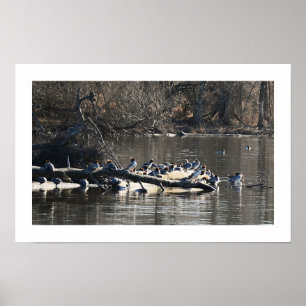 Gemeenschappelijke Merganser Ducks op Log Poster
