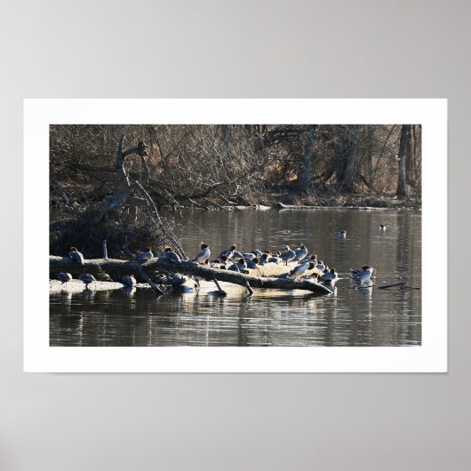 Gemeenschappelijke Merganser Ducks op Log Poster (Voorkant)