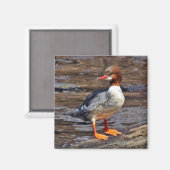 Gemeenschappelijke Merganser Magneet (Voorkant / Achterkant)