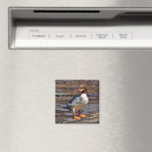Gemeenschappelijke Merganser Magneet (Insitu (Vaatwasser))