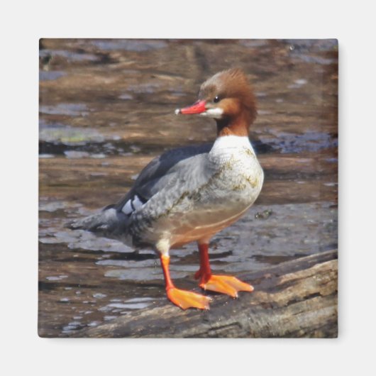 Gemeenschappelijke Merganser Magneet (Voorkant)