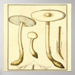 gemeenschappelijke paddenstoelen Kunst afdrukken Poster