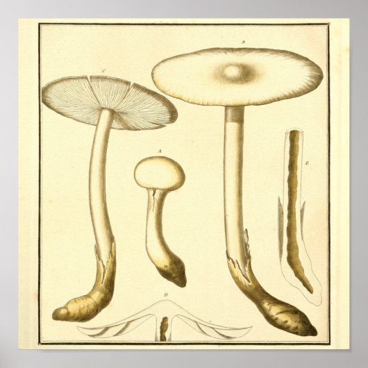 gemeenschappelijke paddenstoelen Kunst afdrukken Poster (Voorkant)