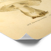 gemeenschappelijke paddenstoelen Kunst print Fran (Hoek)