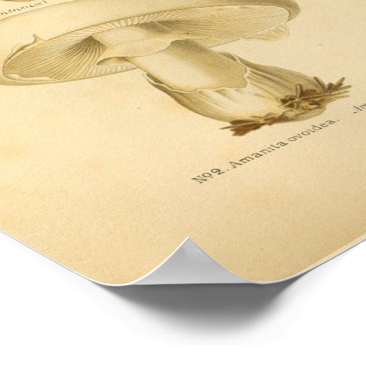 gemeenschappelijke paddenstoelen Kunst print Fran (Hoek)