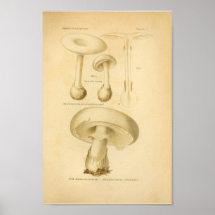 gemeenschappelijke paddenstoelen Kunst print Fran