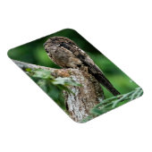 Gemeenschappelijke Potoo Kleine Magneet (Rechterzijde)