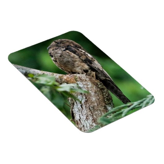 Gemeenschappelijke Potoo Kleine Magneet (Rechterzijde)