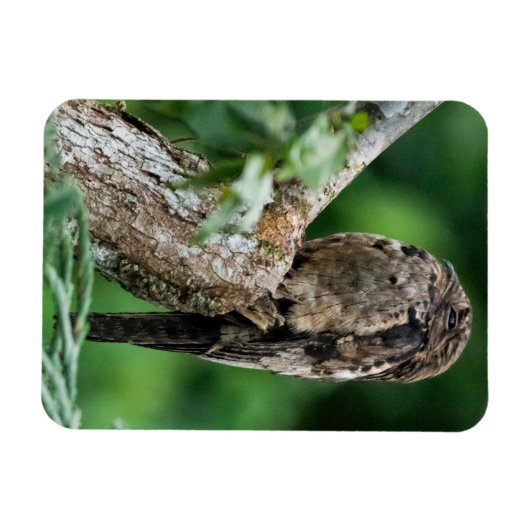 Gemeenschappelijke Potoo Kleine Magneet (Horizontaal)