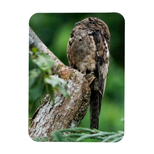 Gemeenschappelijke Potoo Kleine Magneet (Verticaal)