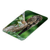 Gemeenschappelijke Potoo Kleine Magneet (Linkerzijde)