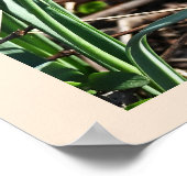 Gemeenschappelijke Snowdrop Flowers Poster (Hoek)