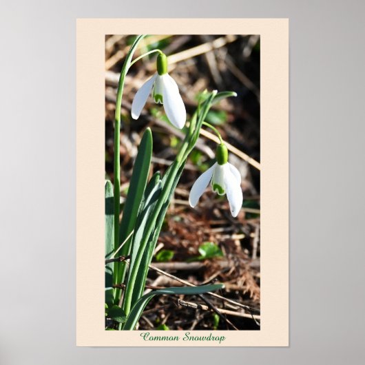 Gemeenschappelijke Snowdrop Flowers Poster (Voorkant)