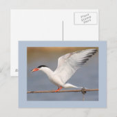 Gemeenschappelijke Stern Briefkaart (Voorkant / Achterkant)