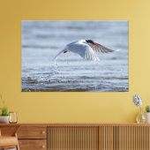 Gemeenschappelijke stern natuur foto canvas print (Insitu (Woonkamer))