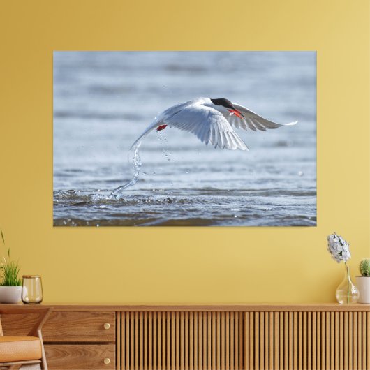 Gemeenschappelijke stern natuur foto canvas print (Insitu (Woonkamer))