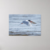 Gemeenschappelijke stern natuur foto canvas print (Voorkant)