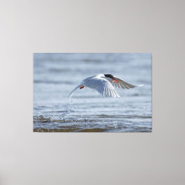Gemeenschappelijke stern natuur foto canvas print