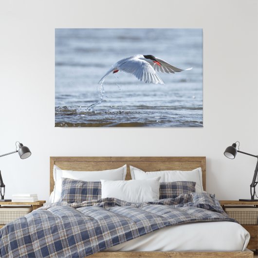 Gemeenschappelijke stern natuur foto canvas print (Insitu (Slaapkamer))