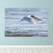 Gemeenschappelijke stern natuur foto canvas print (Insitu (Houten vloer))
