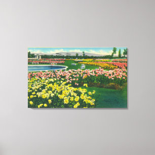 Gemeentelijke Roos tuin in Santa Clara County Canvas Afdruk