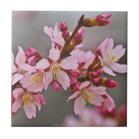 Gemeentte roze Japanse Cherry Blossom Tile Tegeltje (Voorkant)