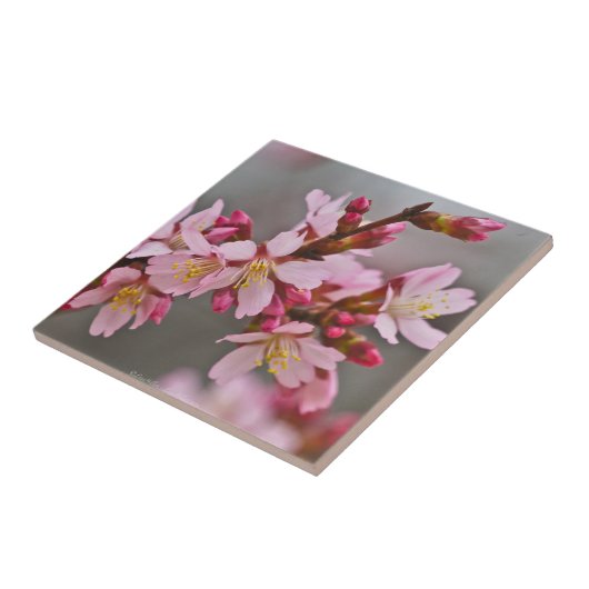 Gemeentte roze Japanse Cherry Blossom Tile Tegeltje (Zijkant)