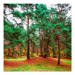 gemengd bos in het najaar foto afdruk