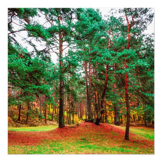 gemengd bos in het najaar foto afdruk (Voorkant)