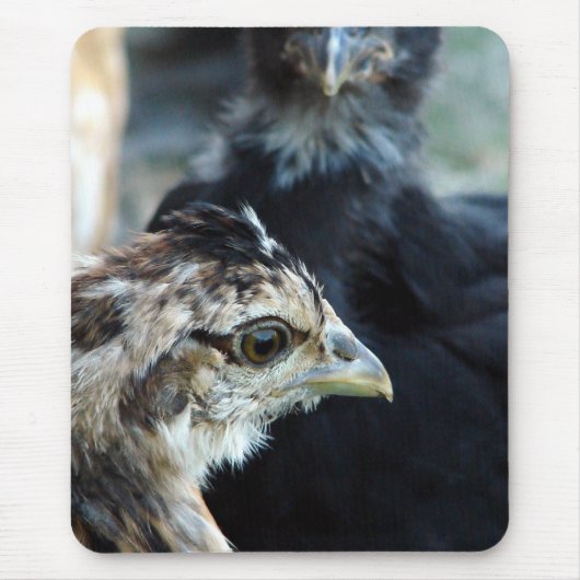Gemengde Kuikens uit de Boerderij Muismat (Voorkant)
