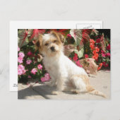 Gemengde Terrier Breed Rescue Doggie Briefkaart (Voorkant / Achterkant)