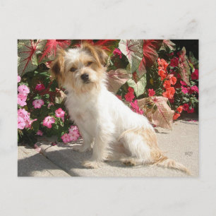Gemengde Terrier Breed Rescue Doggie Briefkaart