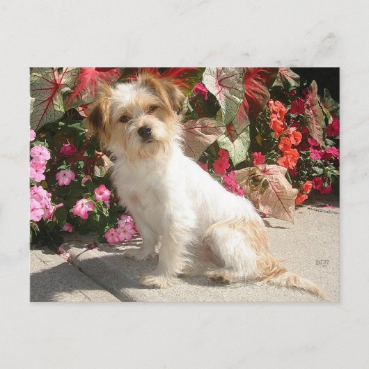 Gemengde Terrier Breed Rescue Doggie Briefkaart (Voorkant)
