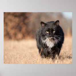 Gemiddelde kijkende sverzatie poster