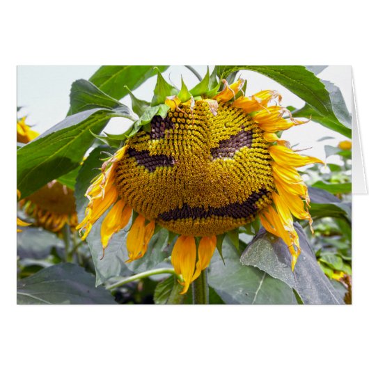 gemiddelde zonnebloem (Voorkant Horizontaal)