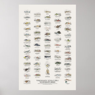 Gemmatigde Oceaan Vissen - Naturalist's Library Poster