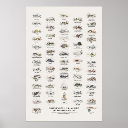 Gemmatigde Oceaan Vissen - Naturalist's Library Poster (Voorkant)