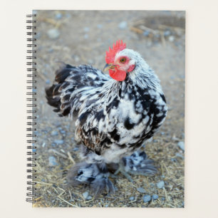Gemotteld Bantam Cochin Chicken Planner