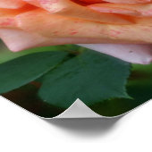 Gemotteld perzikRoos in Bloom Poster (Hoek)