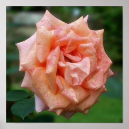 Gemotteld perzikRoos in Bloom Poster