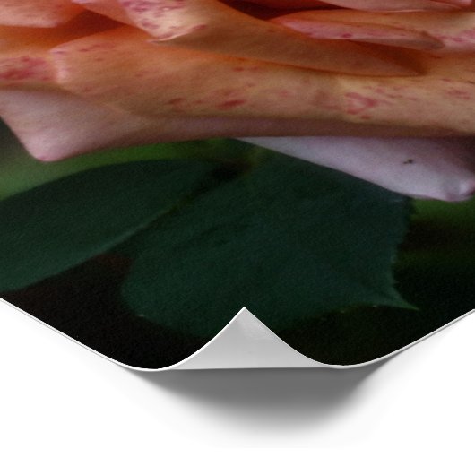Gemotteld Roos Peach Close Up Poster (Hoek)