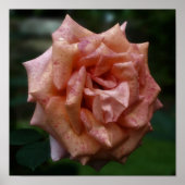 Gemotteld Roos Peach Close Up Poster (Voorkant)