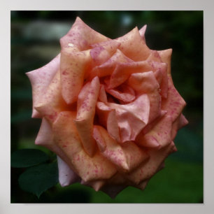 Gemotteld Roos Peach Close Up Poster