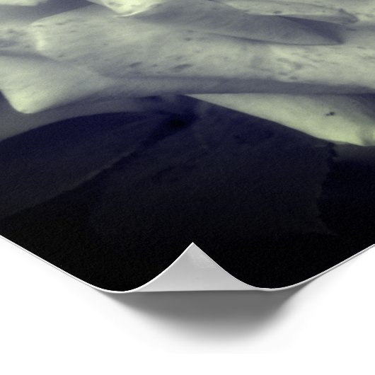 Gemotteld Roos zwart-wit Poster (Hoek)