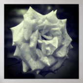 Gemotteld Roos zwart-wit Poster (Voorkant)