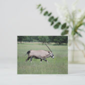 Gemsbok antelope briefkaart (Staand voorkant)