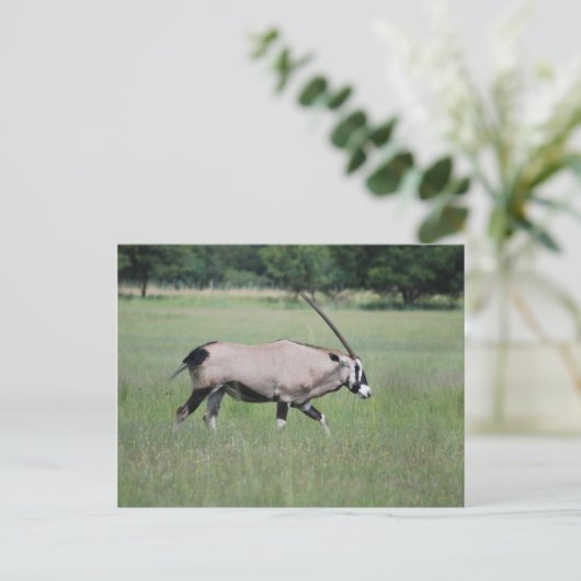 Gemsbok antelope briefkaart (Staand voorkant)
