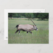 Gemsbok antelope briefkaart (Voorkant / Achterkant)