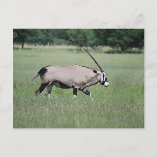 Gemsbok antelope briefkaart (Voorkant)